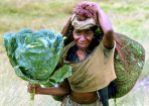 Now that's a cabbage! Mountain gardener walking to the nearest market, Eastern Highlands 1973.